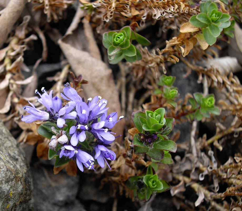 Veronica nummularia